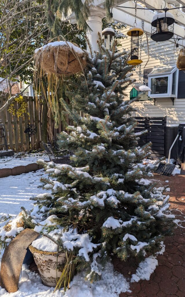 A Christmas tree leaning against a pillar of a pergola
