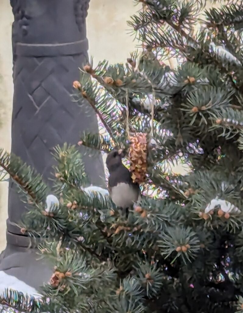 A Dark-eyed Junco eating a birdseed ornament. Make your Christmas tree ecologically friendly
