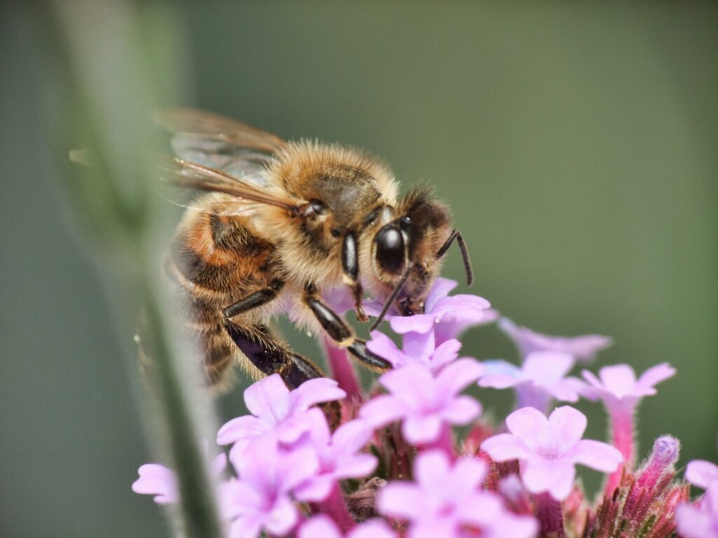 honey bee sucking nectar from a pink flower No Mow March/ pixabay