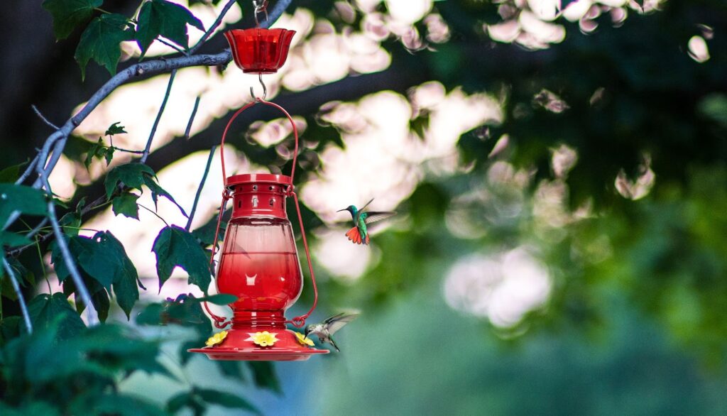 Hummingbird feeder hanging in the tree, attracting hummingbirds.