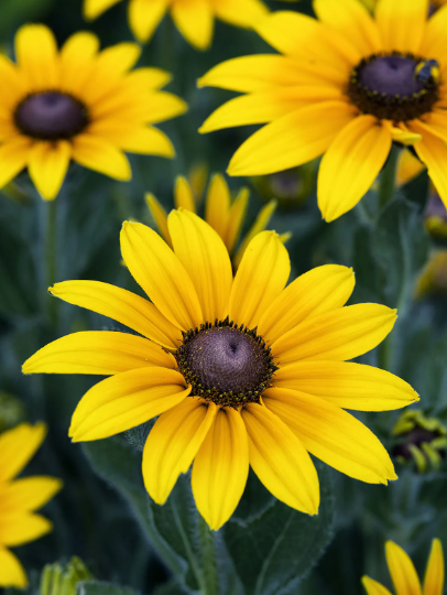 Black eyed susans loved by songbirds