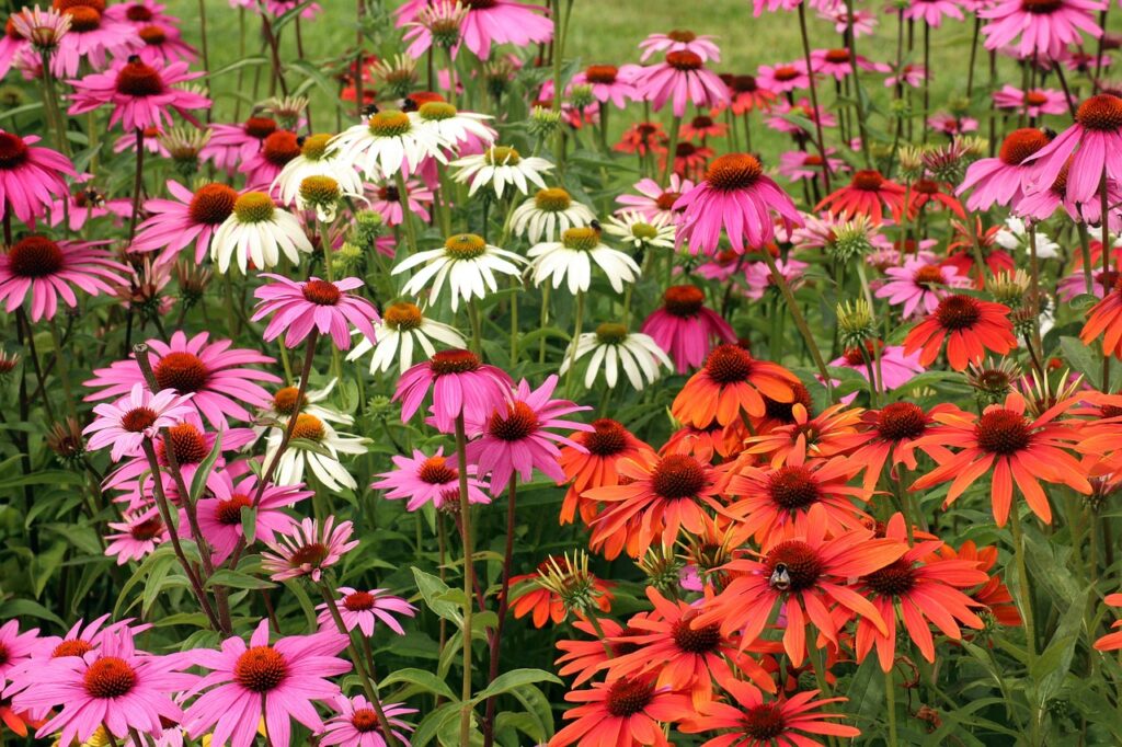 multi colored coneflowers attract songbirds/ pixabay 