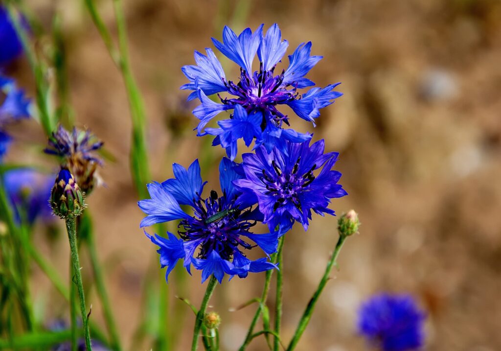 cornflowers are summer flowers that attract songbirds/pixabay