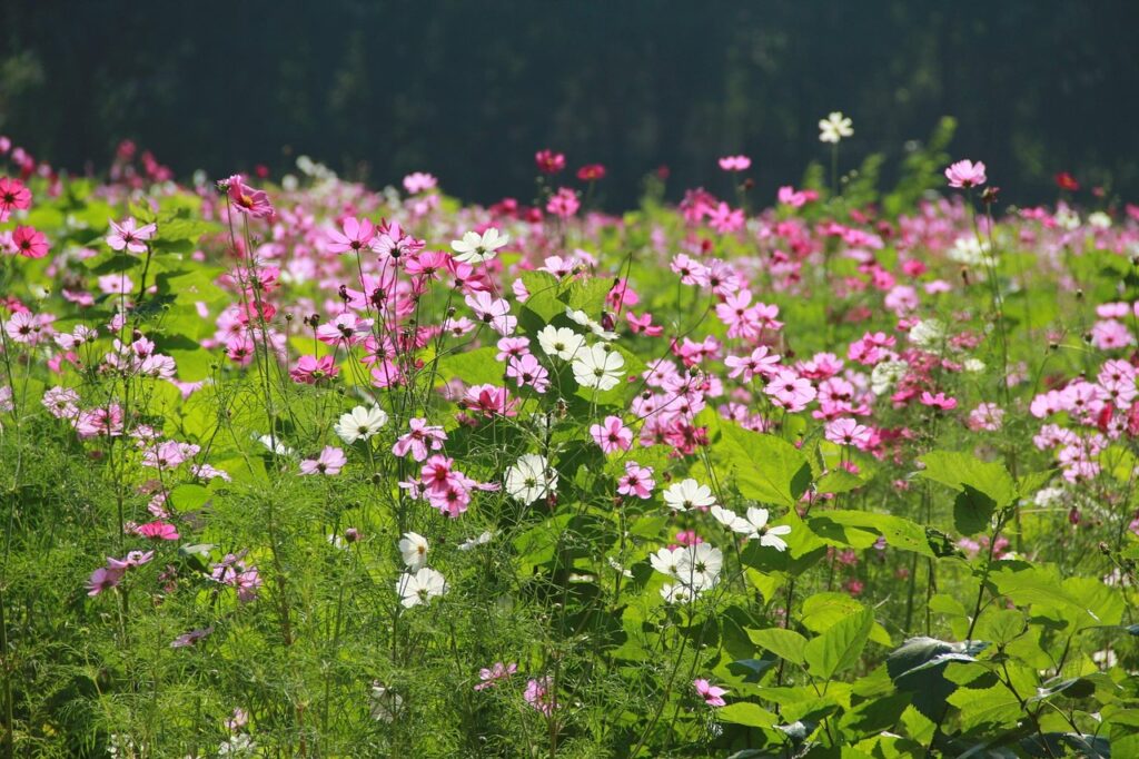 Field of pink and white delicate cosmos/pixabay
