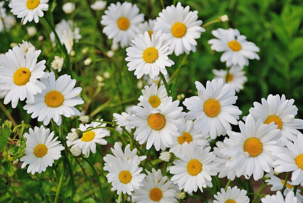 white daisies attract songbirds