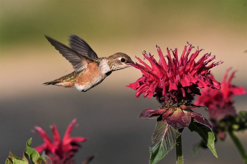 hummingbird sucking nectar from a bee balm flower No Mo March/ Pixabay