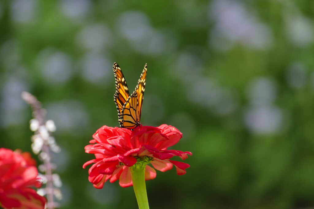 monarch butterfly on top of pink zinnia