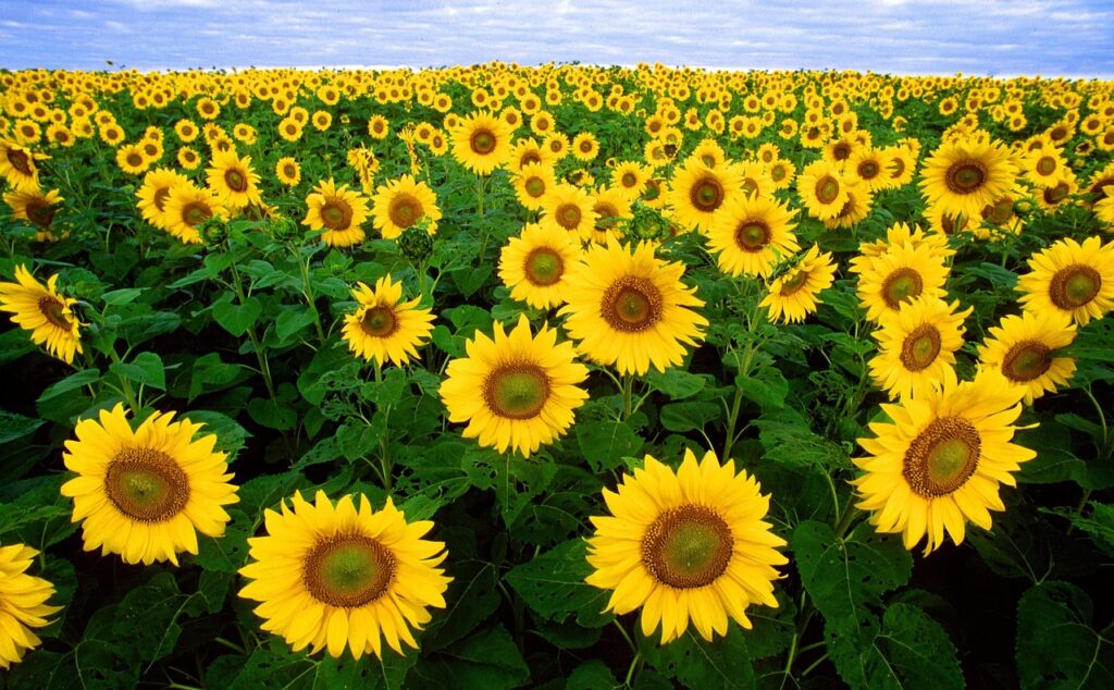 A field of sunflowers turning their flowers towards the sun/pixabay