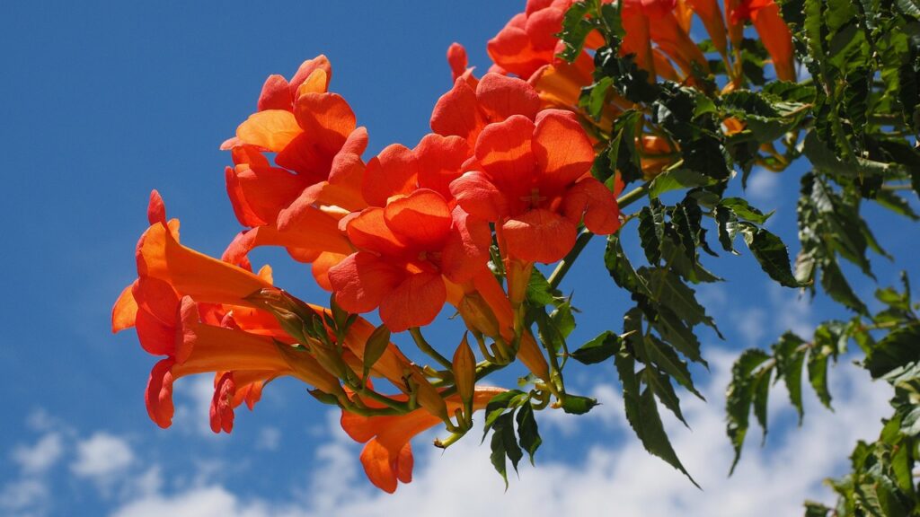 Large orange funnel flowers of trumpet vine full of nectar for songbirds/pixabay