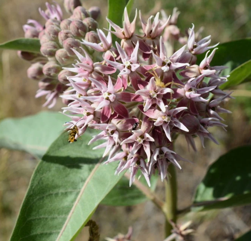 Star shaped flower light pink on showy milkweed