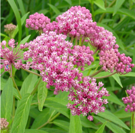 Dainty pink flowers in clusters of swamp milkweed
