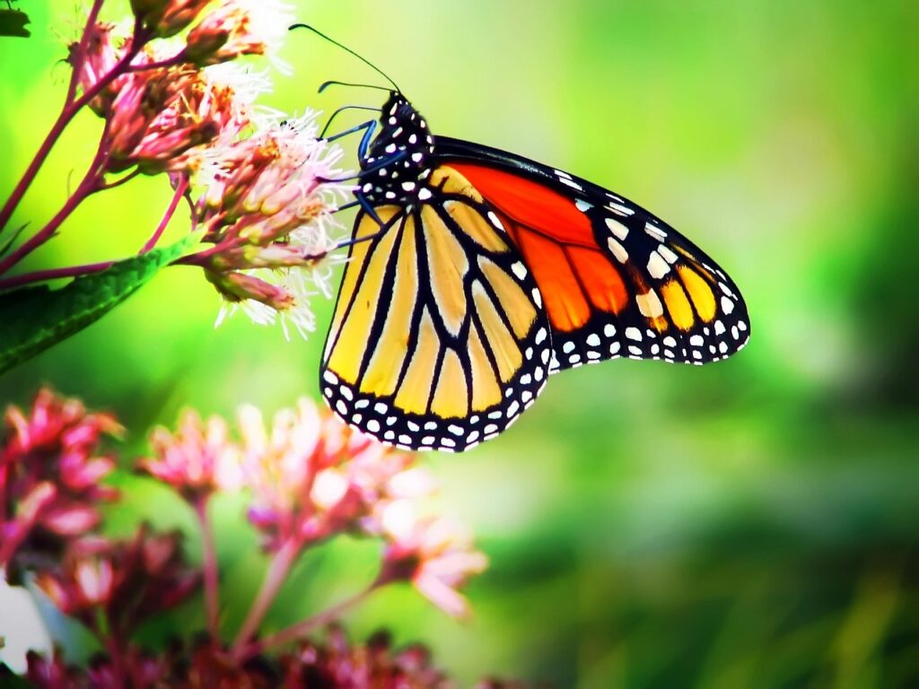 Pink flowered milkweed with monarch butterfly/ the elixir of life/Pixabay Photo by Valsimots