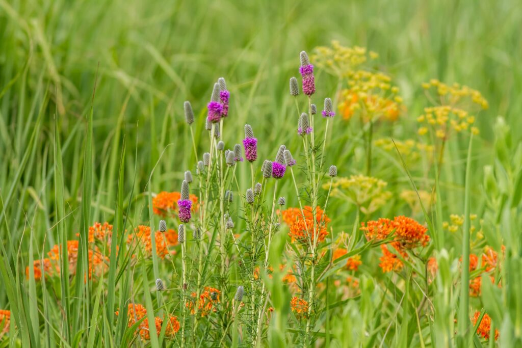 Orange milkweed growing in a field