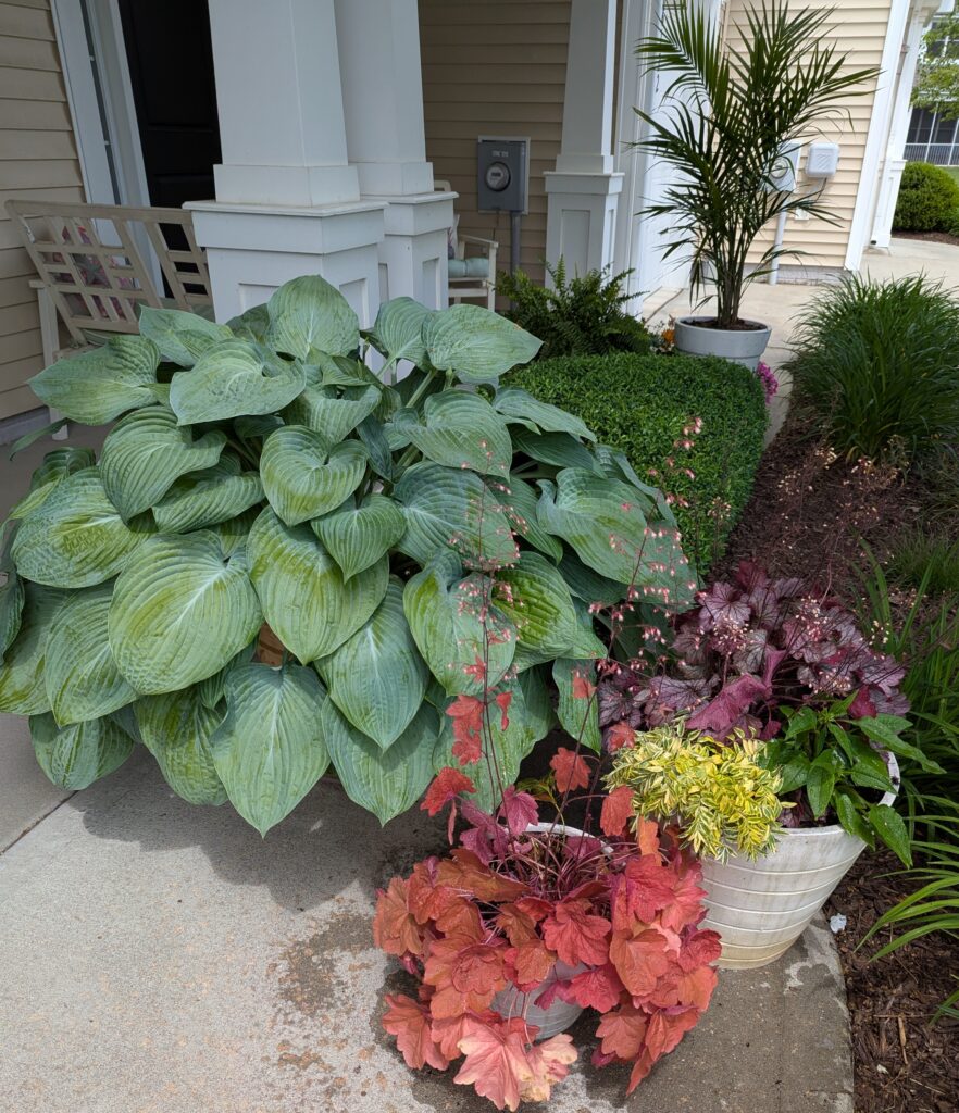 A container garden using perennials.