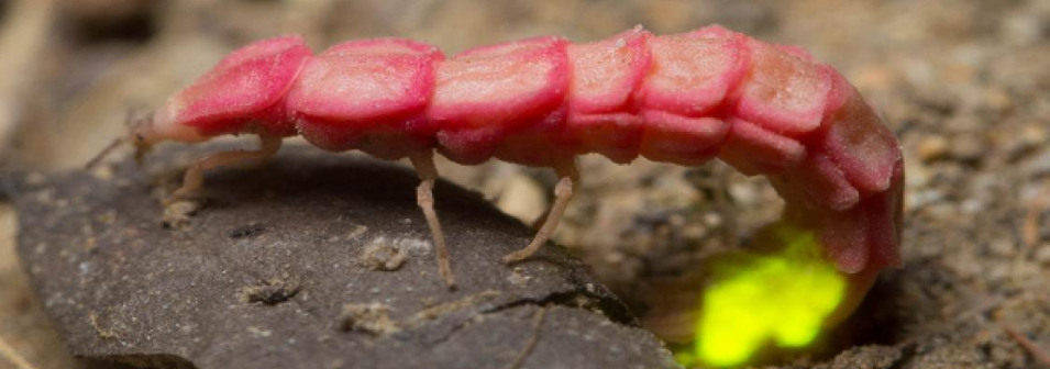 lightening bug glowworm/larva