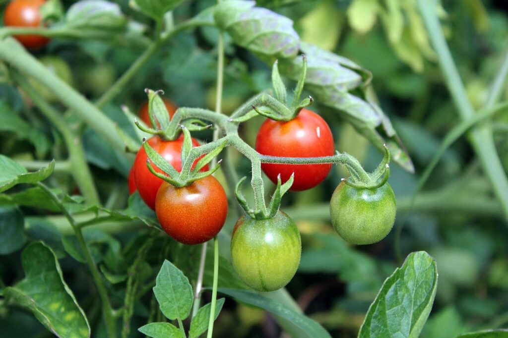 Cherry tomatoes on vine, easy for elderly gardeners