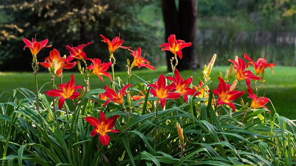 orange with yellow center blossoms on daylilies for elderly gardeners