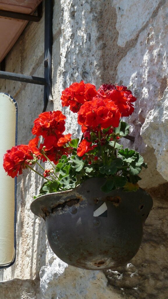 red geranium hanging in a pot on a wall
