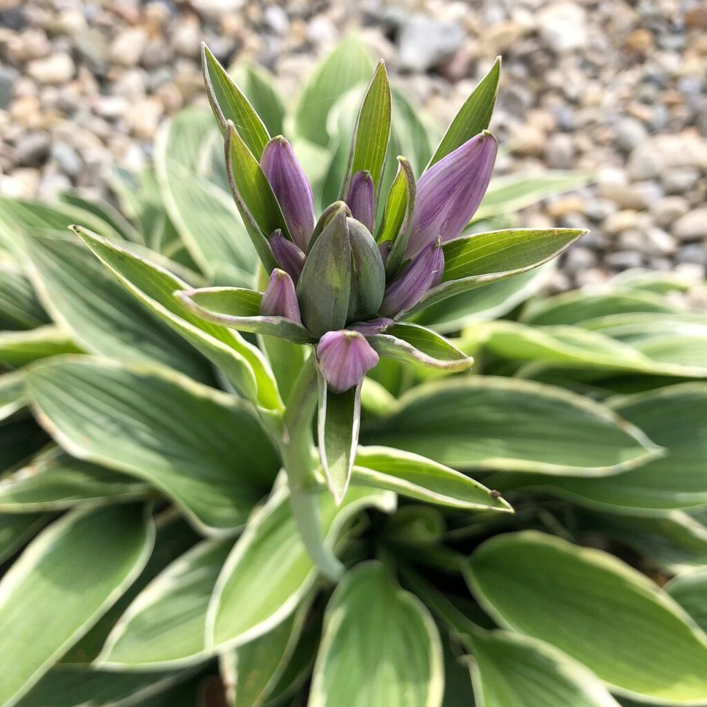 variegated green and white leaved hosta with purple flower