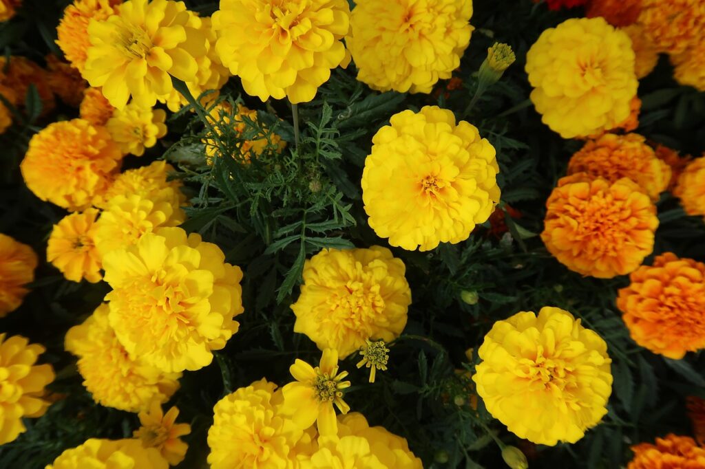 Variety of yellow and orange marigolds/ pixabay