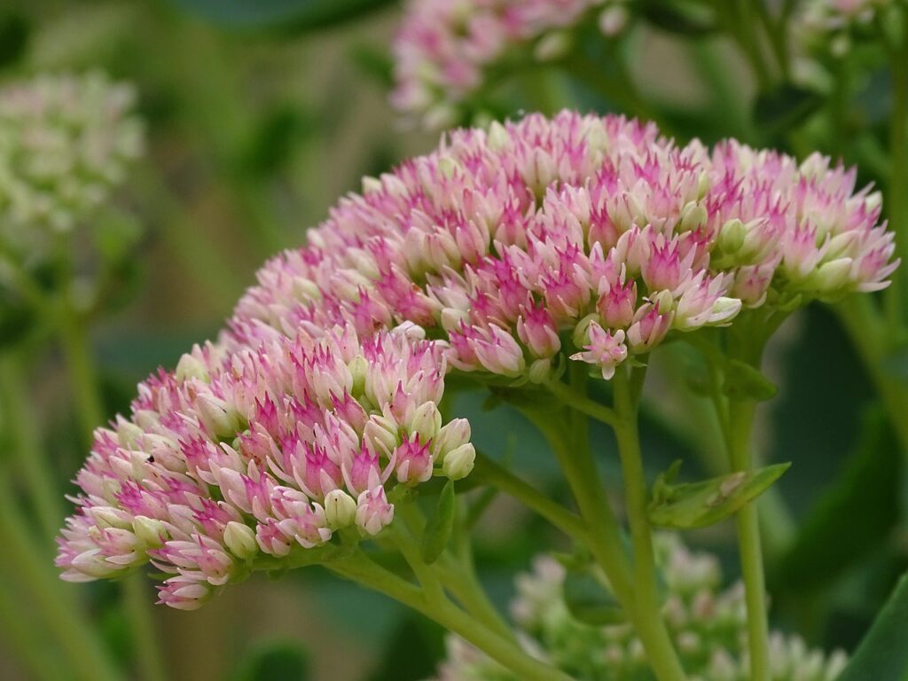 pink and white tiny flowers of stonecrop, ideal for elderly gardeners/ pixabay