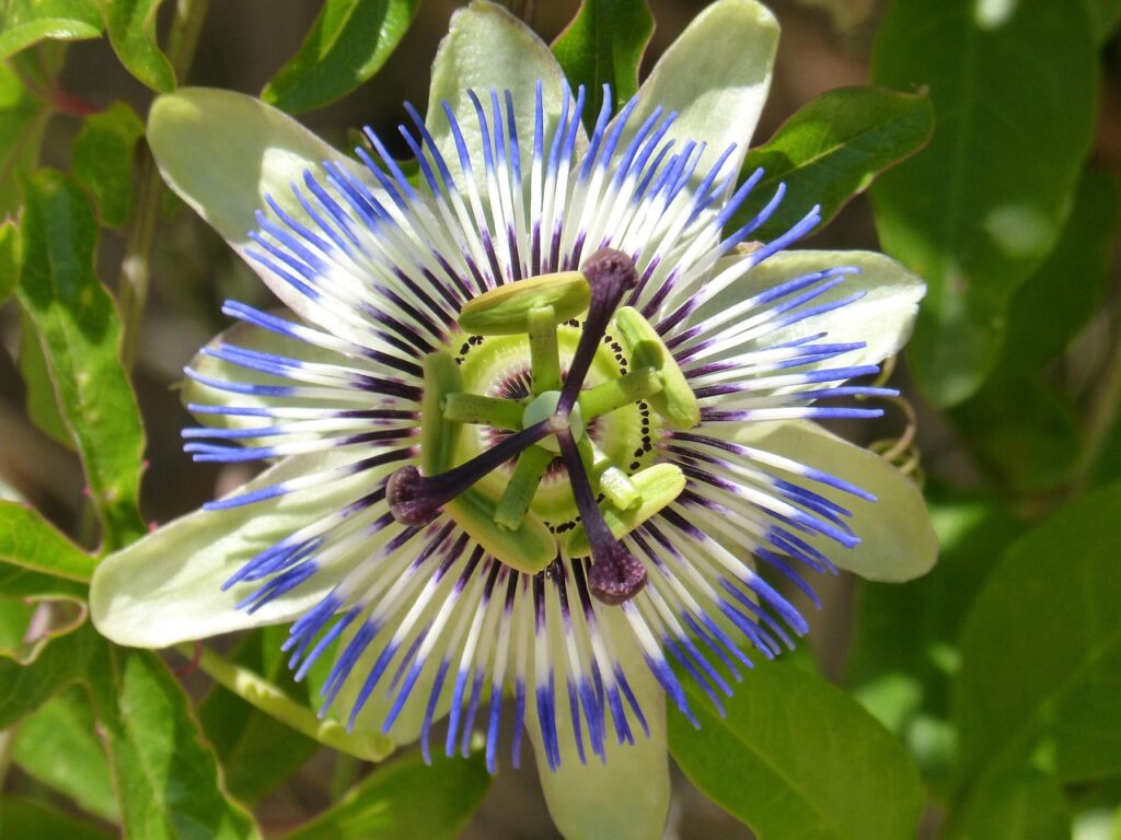 Passionflower used for herbal tinctures pixabay, makamukiO