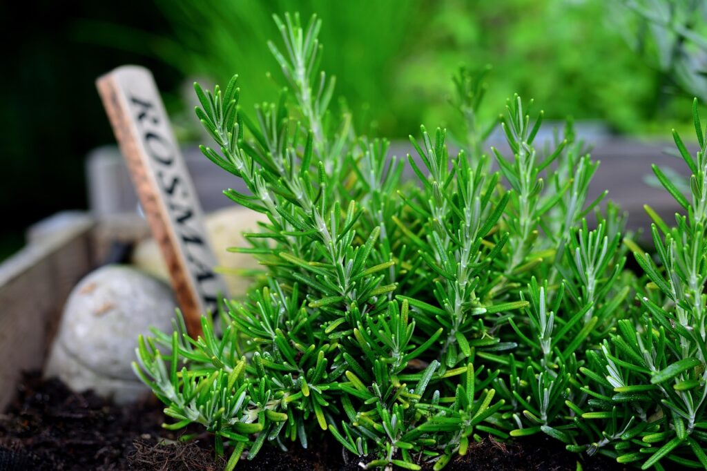 rosemary used for herbal tinctures/pixabay/Congerdesign