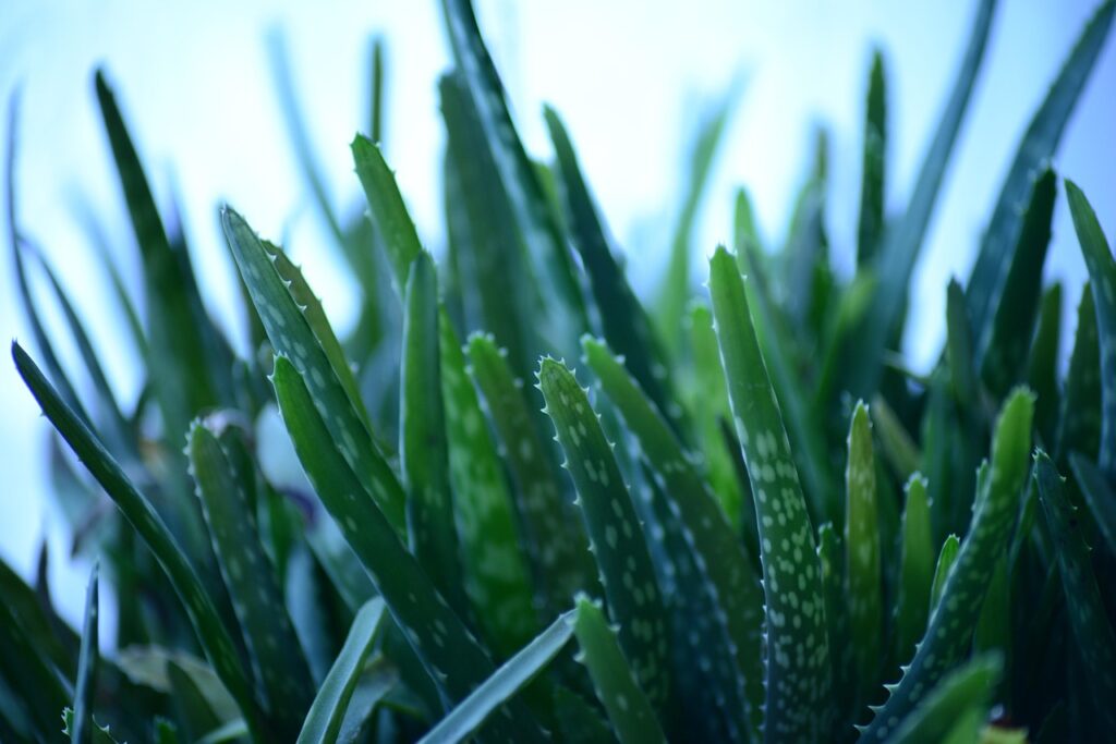 Tall spiky aloe vera plant used as an herbal remedy