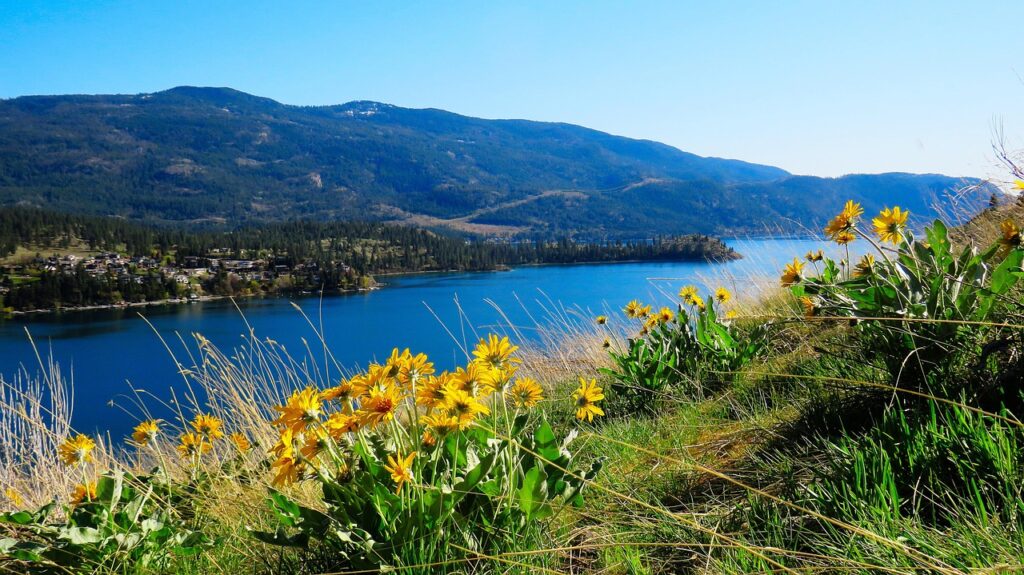 Lakeside view of arnica flower-yellow like daisy used for an herbal remedy. PKLopp/pixabay