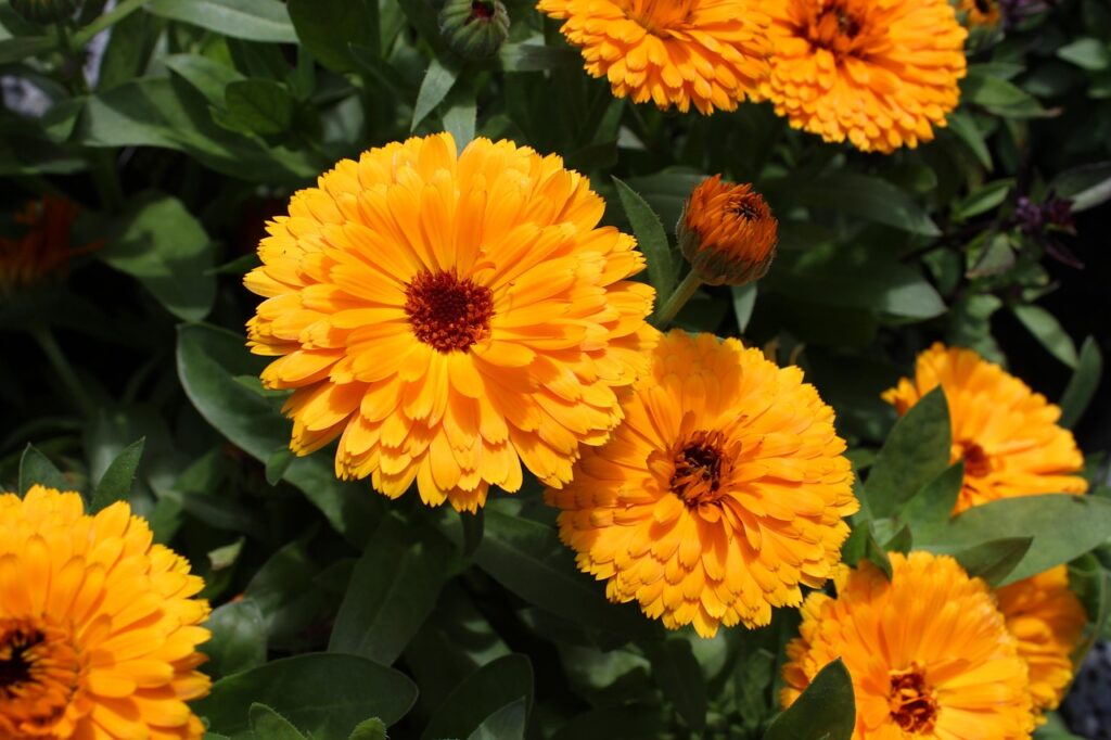 orange calendula otherwise known as marigold