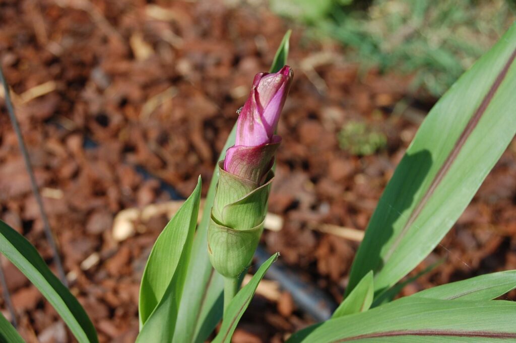 Turmeric flower