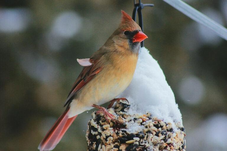 A female cardinal eating seed in winter