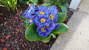 Bright blue with yellow center primrose. Early blooming in spring