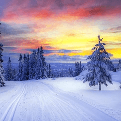 Preparing Your Winter Garden