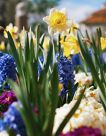 Daffodils and Hyacinths/ spring clean up time