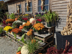 Fall collection of chrysanthemums