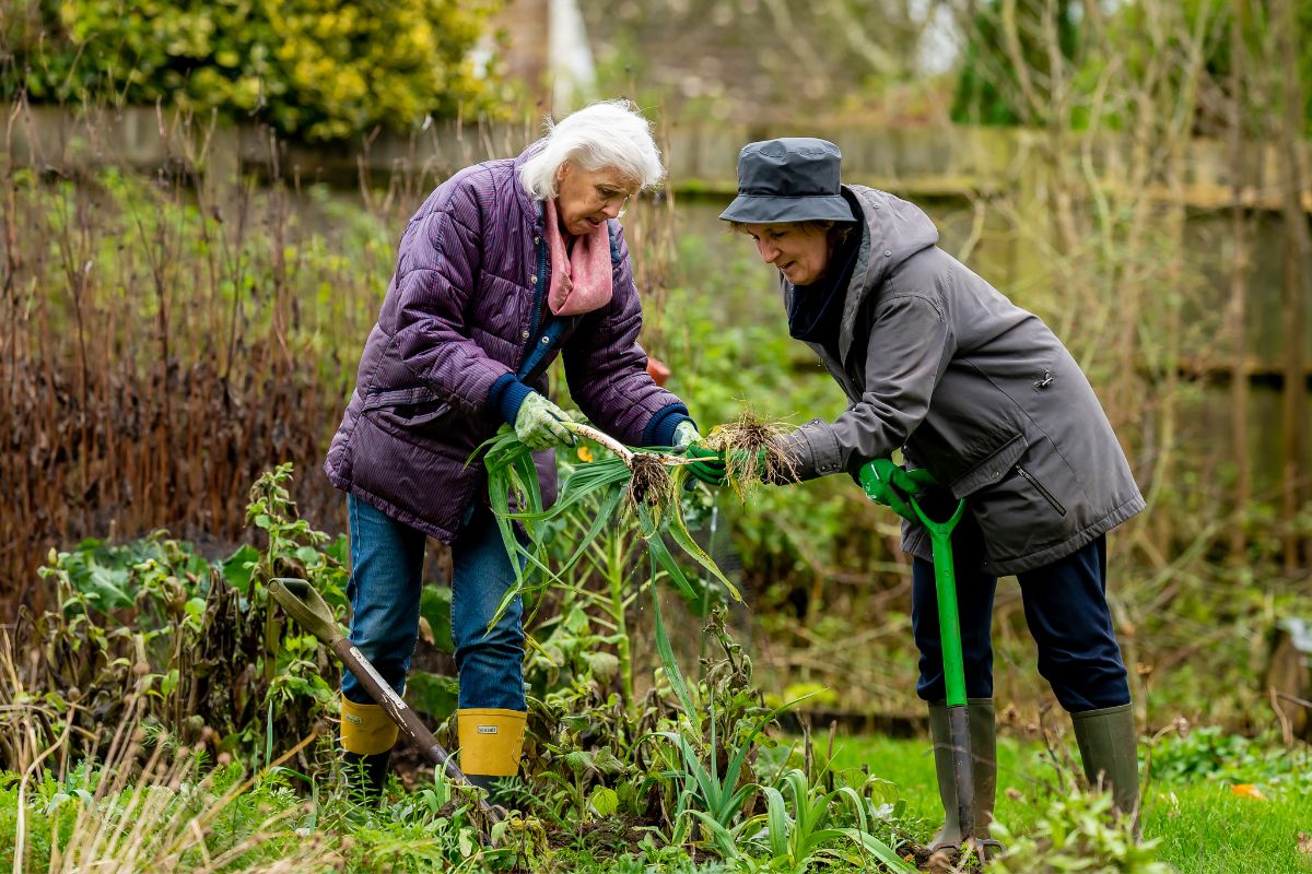 Two older women gaining health benefits from gardening