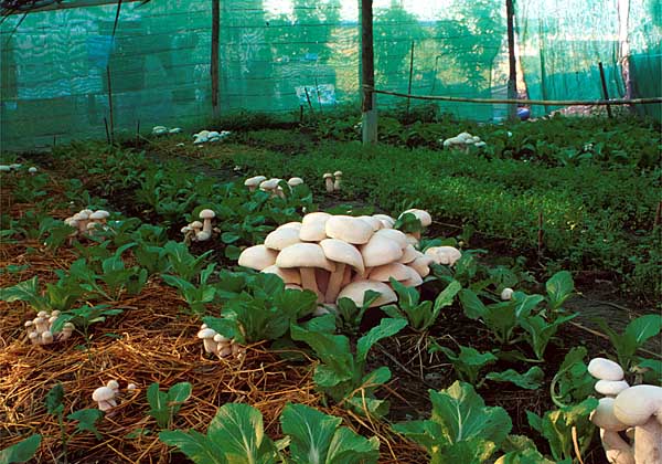 Indoor mushroom garden