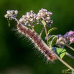 larvae of a monarch butterfly attached to a pink milkweed plant