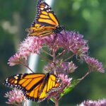 2 monarch butterflies eating nectar from a milkweed plant