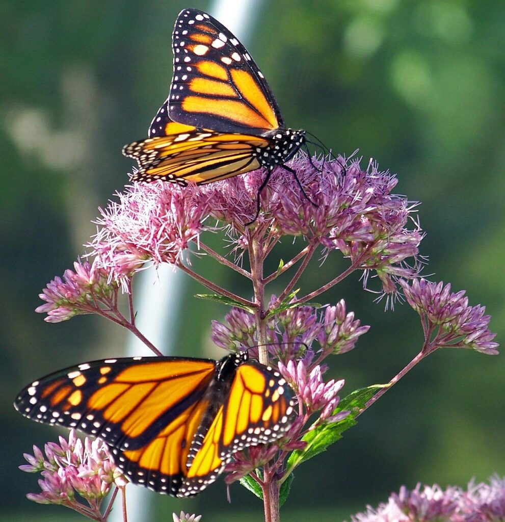 2 monarch butterflies eating nectar from a milkweed plant