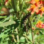 monarch caterpillar eating orange milkweed the elixir of life