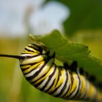 Close up picture of yellow, white, and black striped monarch caterpillar