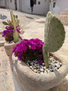 Potted cacti and perennial