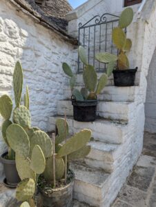 Potted cacti