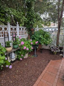 Potted hydrangeas