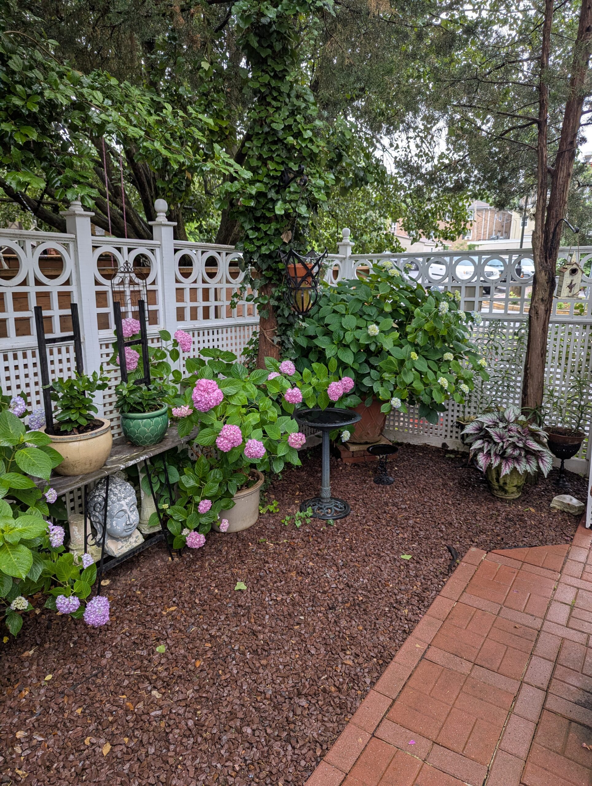 Potted hydrangeas