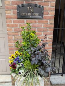 Potted bush with perennials