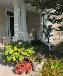 Potted blue hosta, fern, coneflower and others
