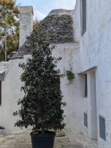 Potted tree